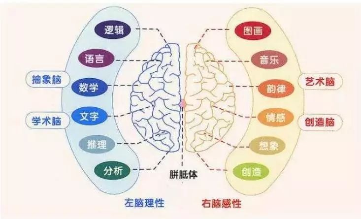 大量脑科学知识