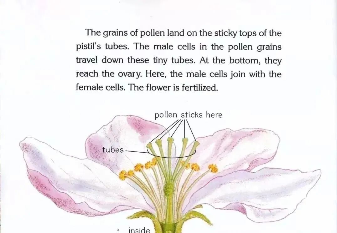 苹果是怎样长成的