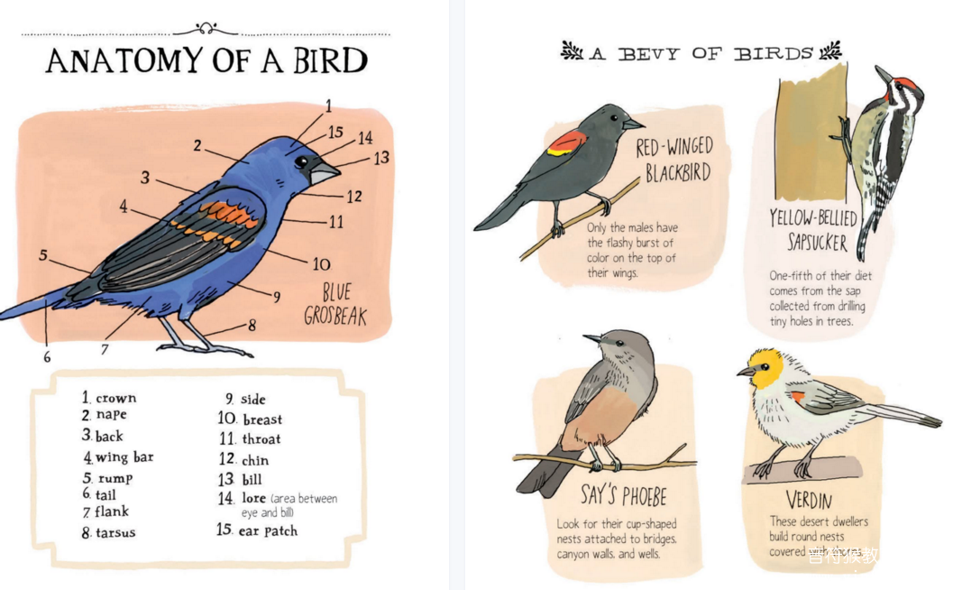 鸟类绘本